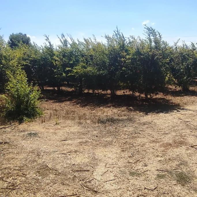 Olive Grove Cottage Skalani Knosos Exterior photo