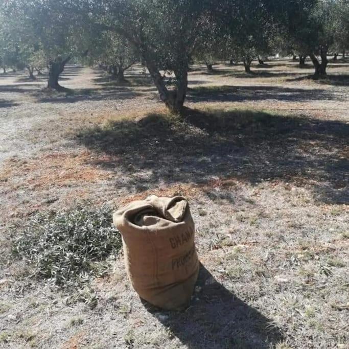 Olive Grove Cottage Skalani Knosos Exterior photo