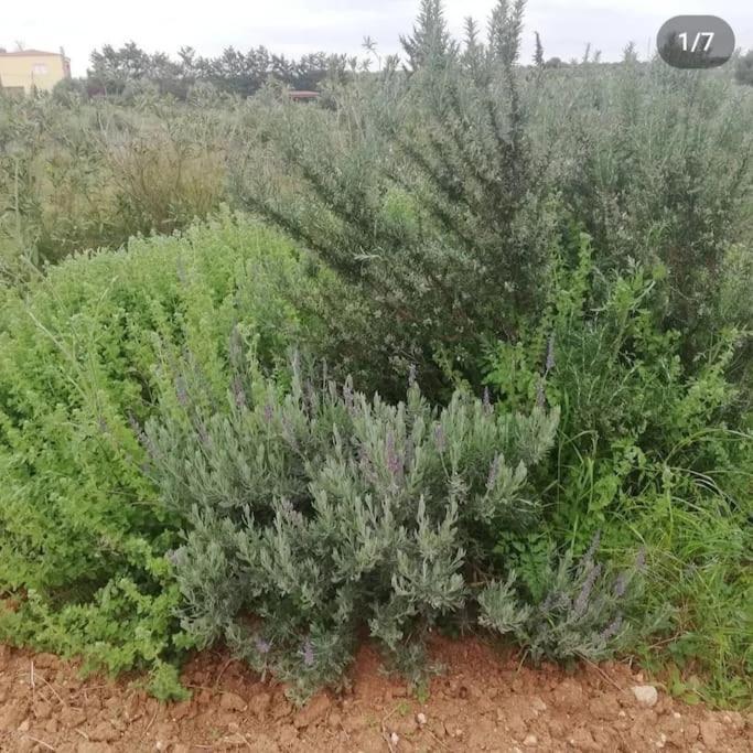 Olive Grove Cottage Skalani Knosos Exterior photo