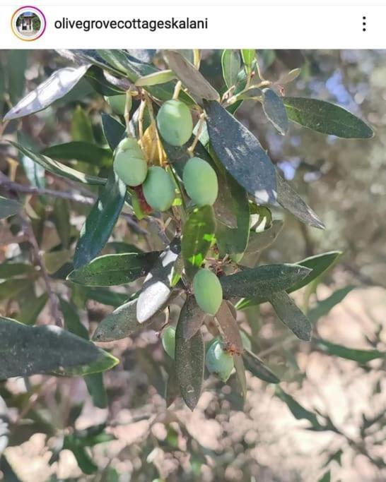 Olive Grove Cottage Skalani Knosos Exterior photo