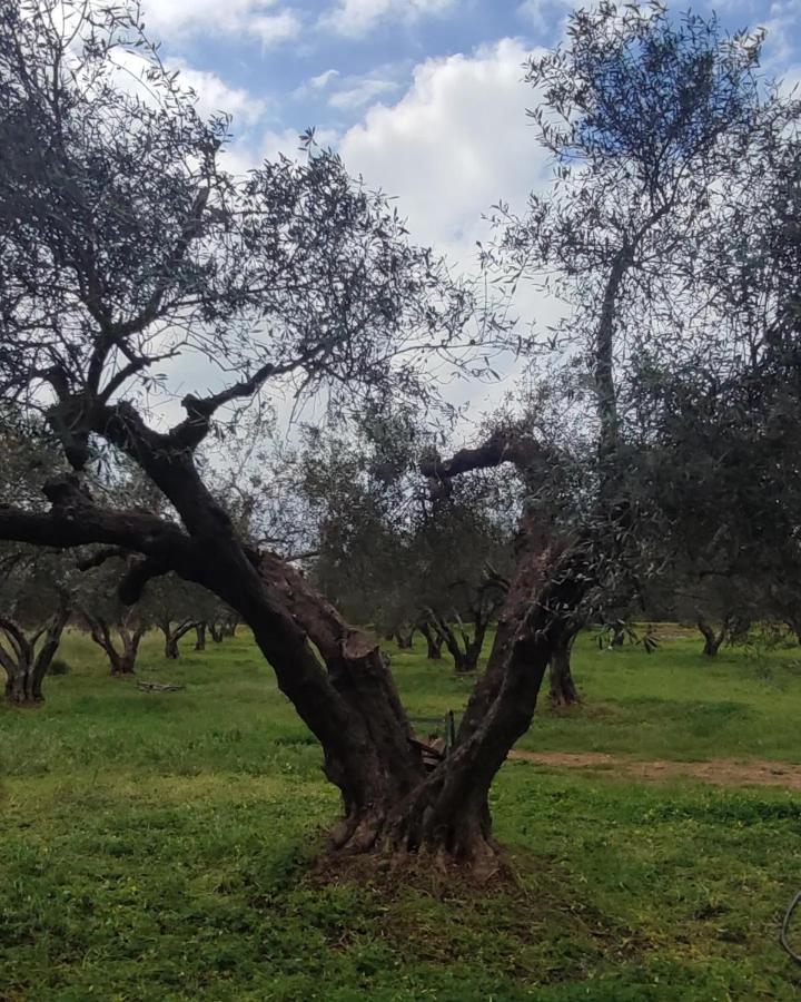 Olive Grove Cottage Skalani Knosos Exterior photo