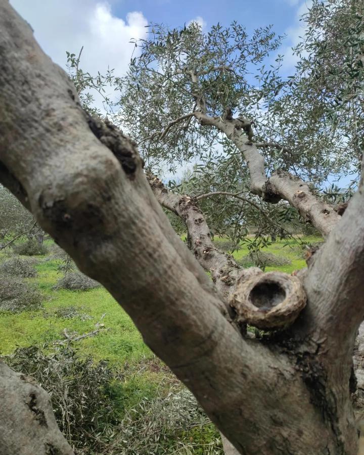 Olive Grove Cottage Skalani Knosos Exterior photo